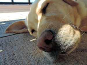 dog yard shade